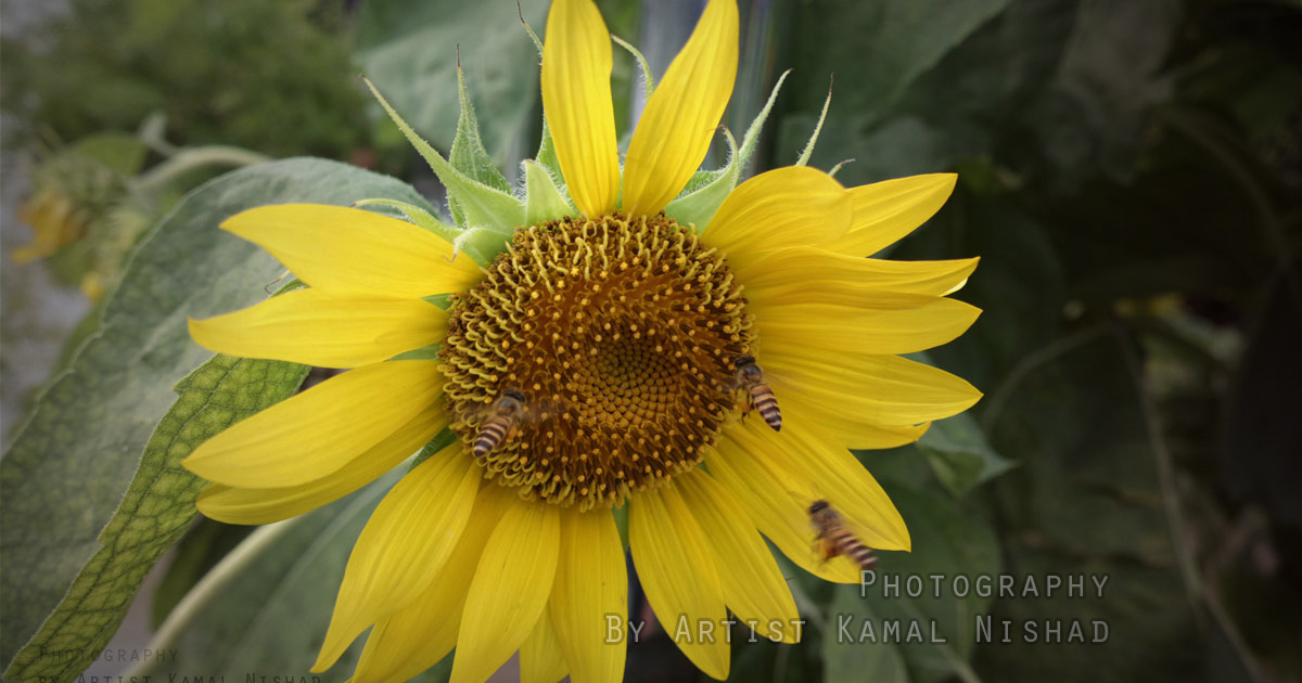 BEE WITH FLOWER - Photography - by Artist Kamal Nishad +91 9501247988_ 1200 x 630